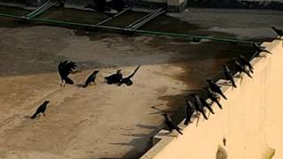 Crows fight to death...