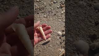 Tower shell aka Turritella communis. 🏝 #wrackline #shelling #beachcombing #seaofcortez #seashell 🤩