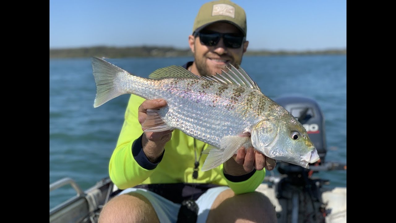 UNSTOPPABLE FISH CRAZY GRUNTER SESSION IN MORETON BAY YouTube unstoppable-fish-crazy-grunter-session-in-moreton-bay-youtube