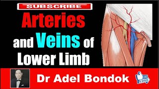 Arteries and Veins of the Lower Limb, Dr Adel Bondok