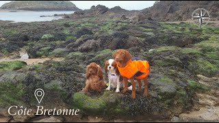 VLOG : Bretagne 2022 // Cavalier King Charles & Vizsla by AndyWho11th 44 views 2 years ago 16 minutes