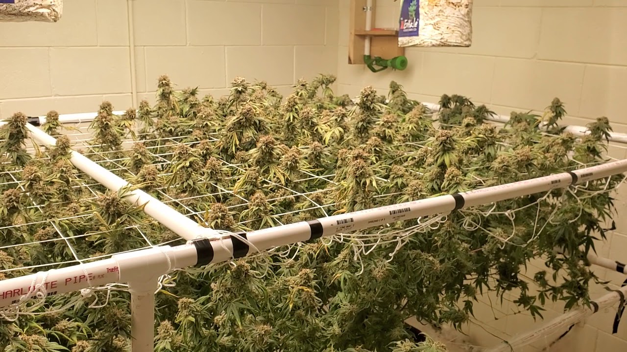 GRAPE KUSH HARVEST DAY! 4 PLANTS. FLUENCE 2i