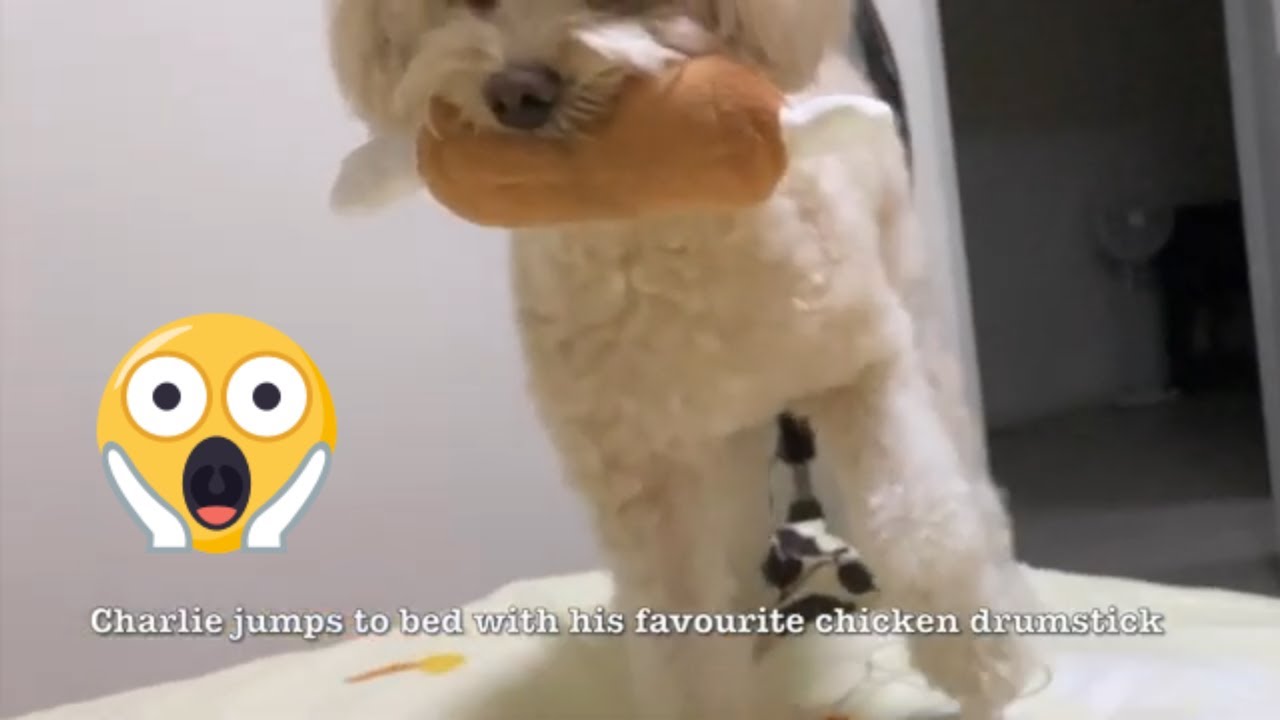 Dog Jumping on Bed YouTube