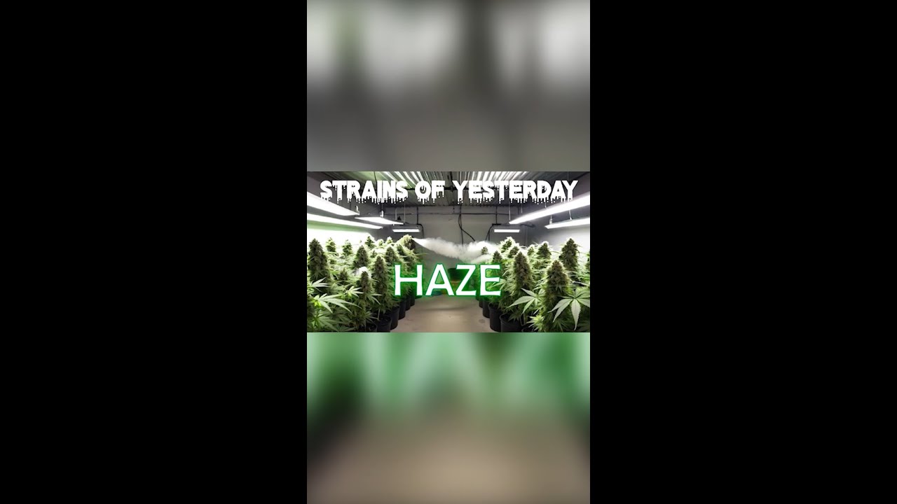 Strains of Yesterday : HAZE