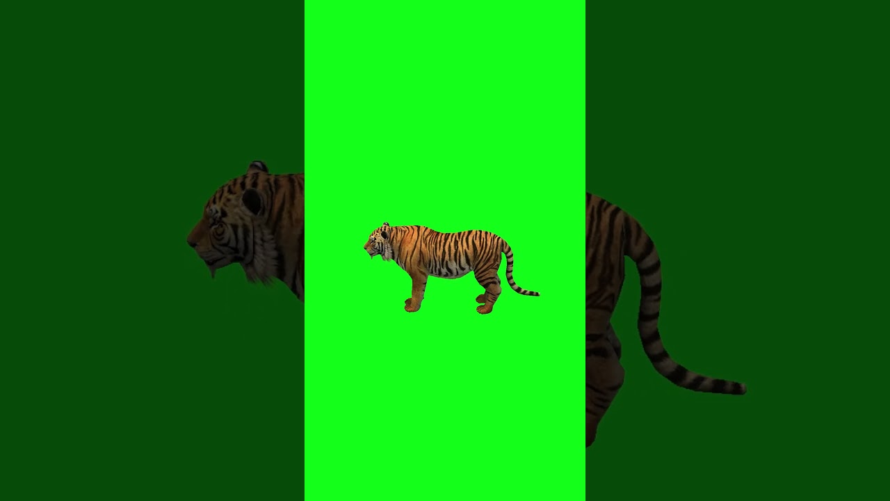 3D Tiger Green Screen For Editing For Free