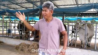 สูตรการให้อาหารวัว ของเฮียต้อมT8 ลูกเซียนฟาร์ม cow food |cow|brahman |CHATGAN FARM|