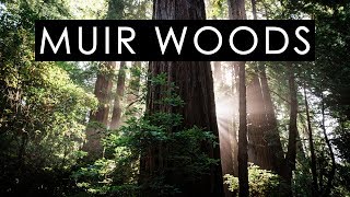 Photographing the small things in Muir Woods