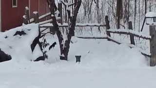 Drunk Squirrel had too many crabapples