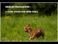 Wildlife photography- A close encounter with foxes