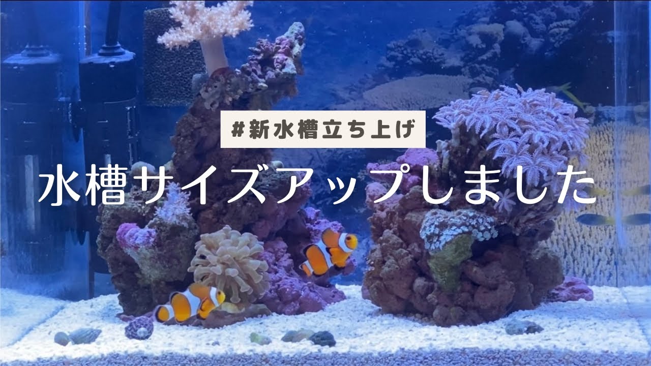 【海水魚水槽】30cmキューブ水槽を立ち上げました！