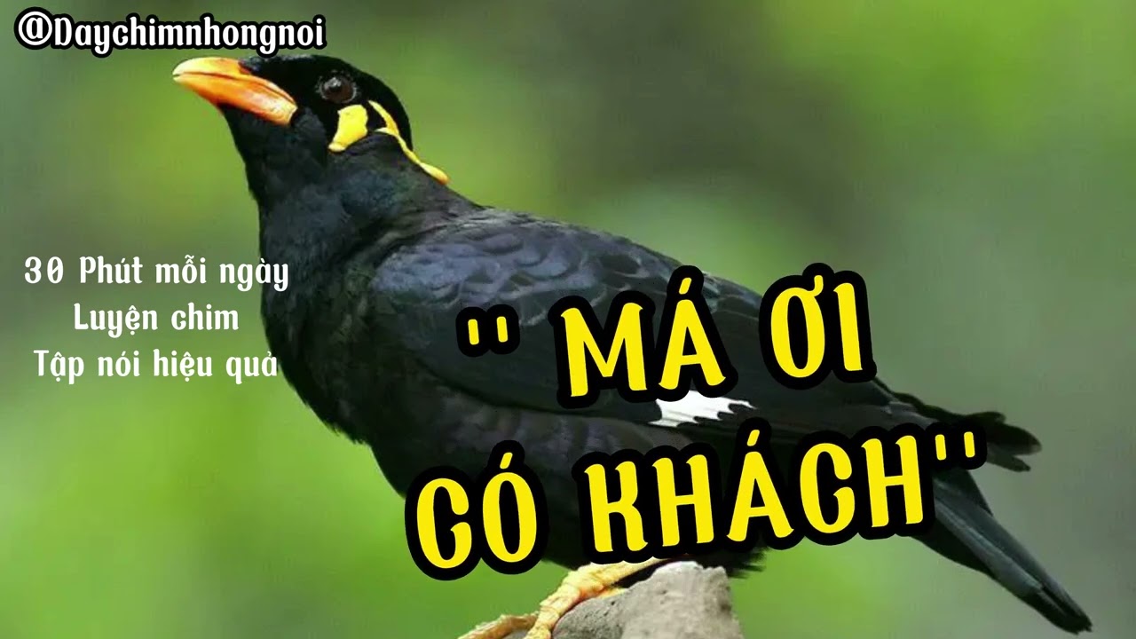 Dạy Chim Nhồng (Yểng) nói 