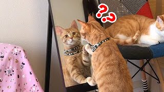 初めて鏡を見た猫の反応がかわいすぎる♪