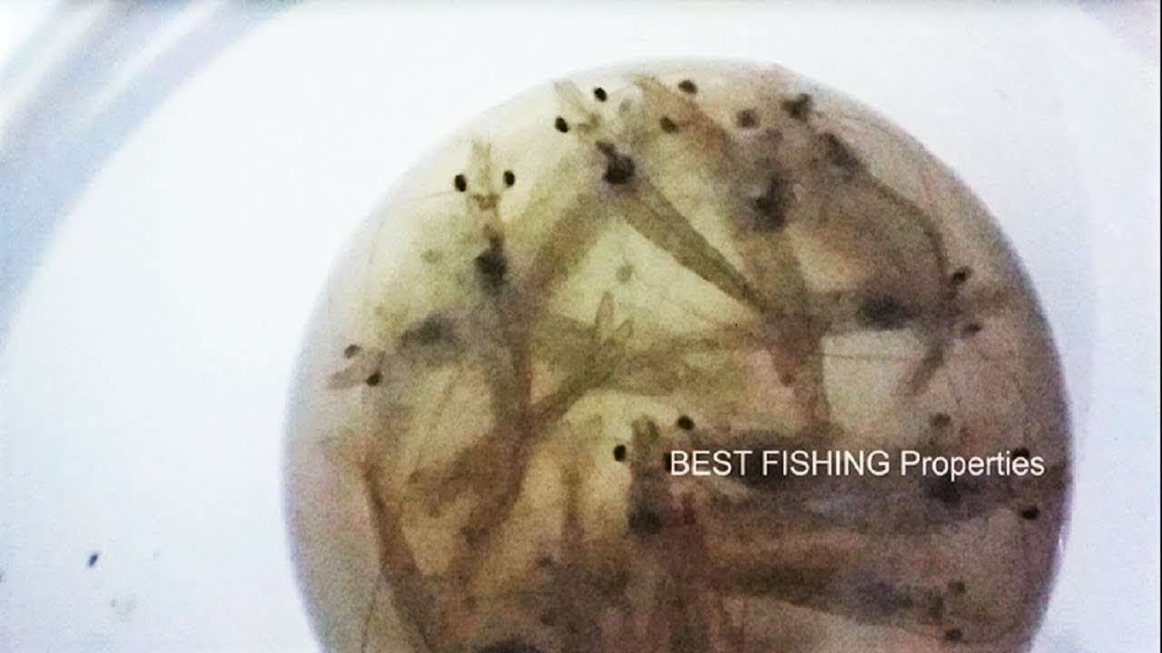 Night fishing saltwater Best bait for saltwater fishing YouTube