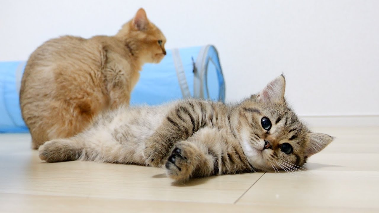 Mimi is a loving mother cat. And Fifi, a kitten who mediates between siblings