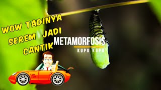 Ulat berubah jadi kupu-kupu? Begini prosesnya #metamorfosis #butterfly #ulat #kepompong