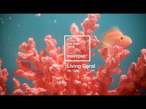 Video: Năm Pantone Chọn Màu Gì?