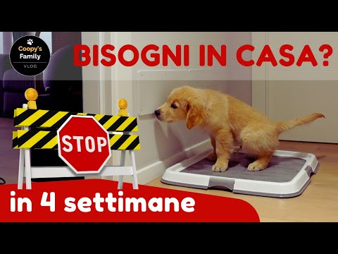 Video: 17 cani che hanno appena usato il Ringraziamento per riscaldarsi per la cena di Natale