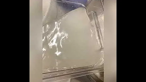 MAKING PIZZA NAPOLETANA🍕