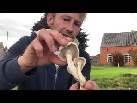 Video: Edible poplar mushroom