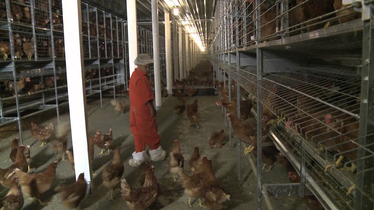 Visit our Willamette Valley Aviary Henhouse