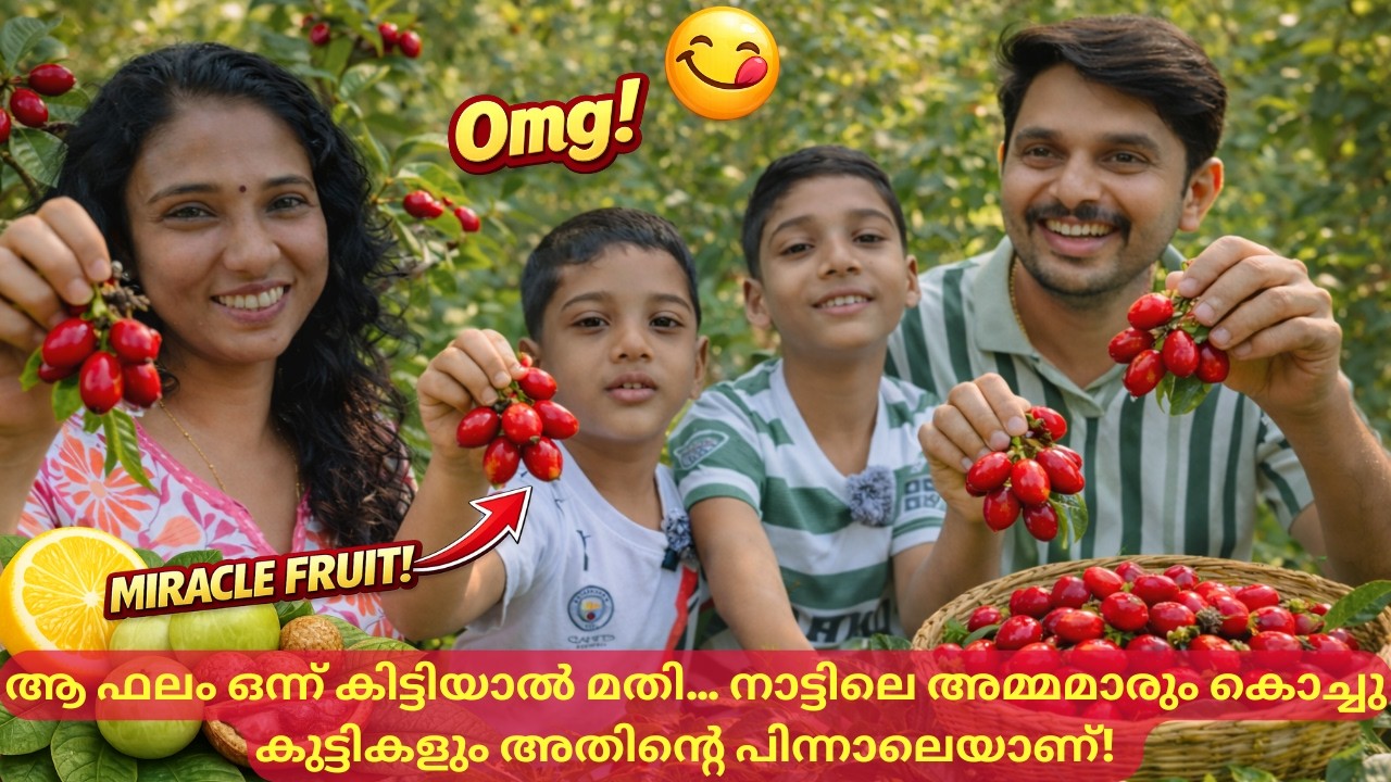 ആ ഫലം ഒന്ന് കിട്ടിയാൽ മതി.നാട്ടിലെ അമ്മമാരും കൊച്ചു കുട്ടികളും അതിന്റെ പിന്നാലെയാണ്🤩🍒Miracle fruit|