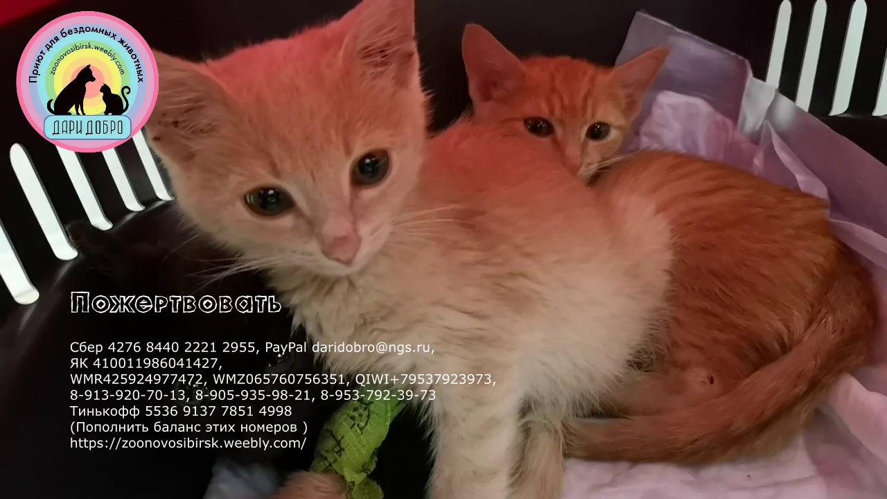 САМЫЙ ОПАСНЫЙ ВИРУС ФИП или Панлейкопения Угроза для жизни кошек Help kittens to survive