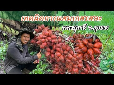 ผลสลากกินแบ่งรัฐบาล วันที่ 1 พย. 2567
