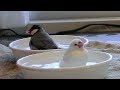 お水ないよ！お水下さい！水浴びします！白文鳥＆桜文鳥 文鳥動画 Java Sparrow movie