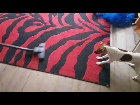 ჯეკ რასელ ტერიერი Jack russel terrier