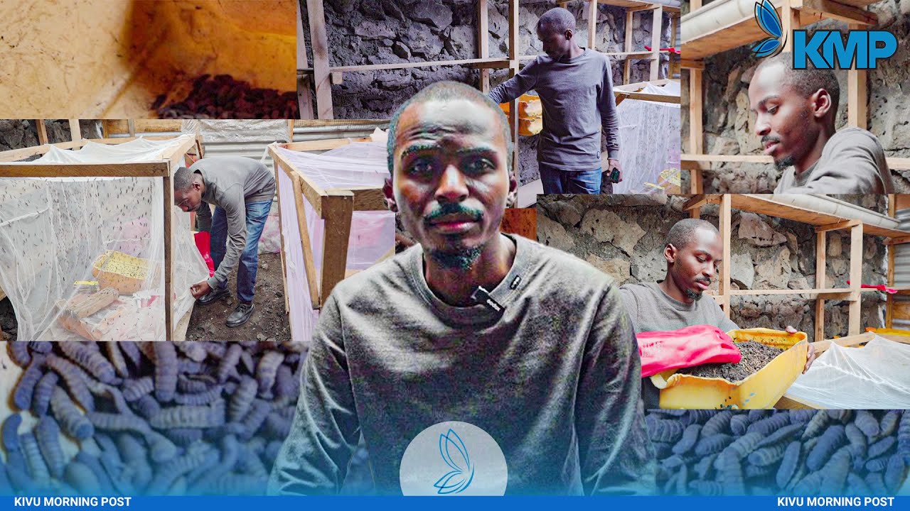 GOMA: COMMENT L'ÉLEVAGE DE MOUCHES SOLDATS NOIRES RÉVOLUTIONNE L'ALIMENTATION DES POULES ET POISSONS