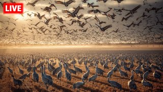 Sand Hill Cranes Invade Nebraska  Live As It Happened  March 3rd, 2024