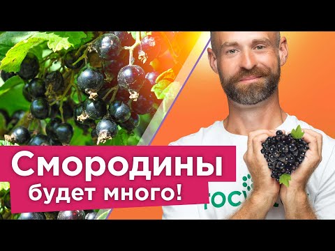 ЯГОДЫ СМОРОДИНЫ КРУПНЫЕ, А КУСТЫ НЕ БОЛЕЮТ при таком уходе осенью!