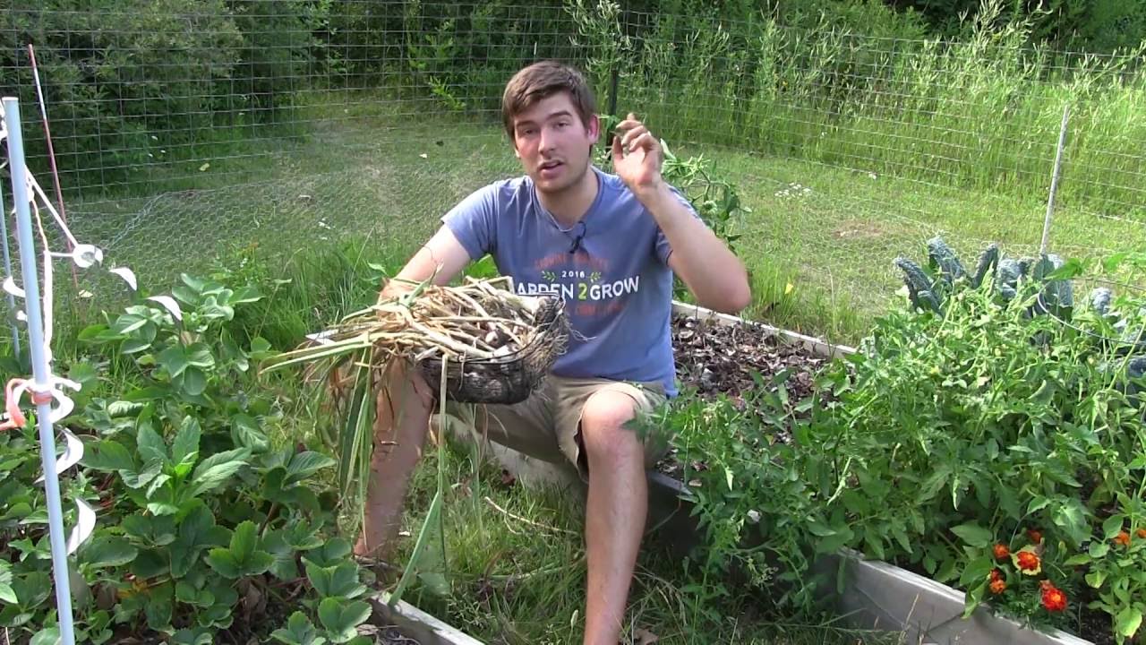 garlic bread recipe Never Grown One This Big Before!