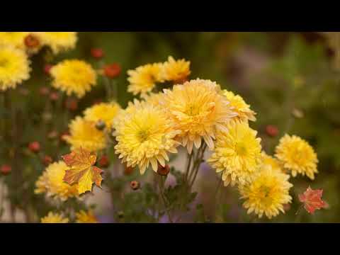 Video: Smalkie rudens dārza ziedi: anemone, astere, vaccaria un chelon