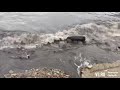 В бухте возле посёлка Подъяпольское почернела вода
