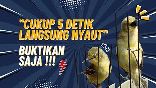 SIRTU GACOR DURASI PANJANG !!! BURUNG JINAK