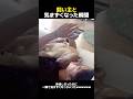 飼い主と気まずくなった瞬間