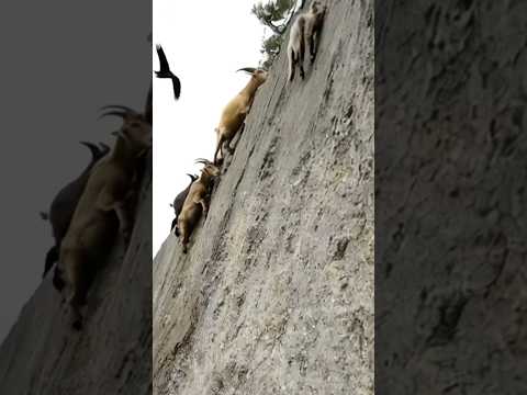 Amazing climber goat