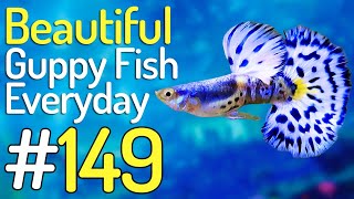 Guppy Channel - Beautiful Guppy Fish Everyday 149 by Guppy Channel 1,600 views 4 days ago 8 minutes, 2 seconds