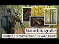 Naturfotografie: Es wird BUNT! WALD im HERBST. Details und Landschaften.