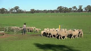 Micky Lot 29 Forbes Working Dog Auction