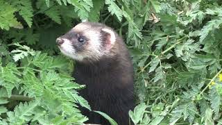 Polecat by Steve Evans 7,555 views 1 year ago 2 minutes, 26 seconds