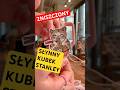 Specjalne naklejki na kubek Stanley #ivoadventures #diy #stanleycup #stanley #catlover #cat #sticker image