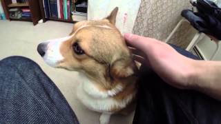 Broading Corgi is pet on teh floor