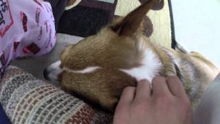 Broading Corgi head pets by white pants guy 6