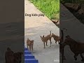 Dogs kids Play #cute #youtubeshorts #reels #viral #viralreels #dog #dogshorts #anime #kids #shorts