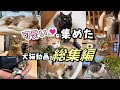おしゃべりな猫とのんびり暮らし【春~夏の3ヶ月総集編】