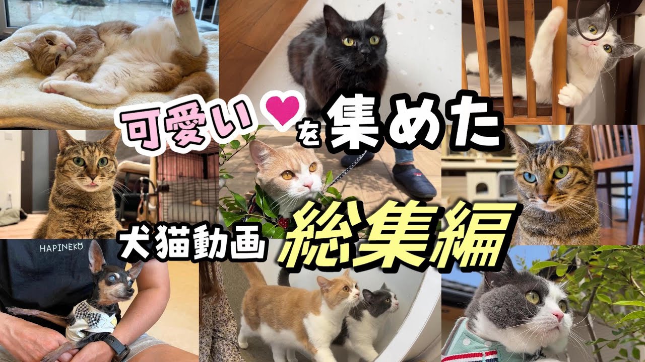 おしゃべりな猫とのんびり暮らし【春~夏の3ヶ月総集編】 - YouTube