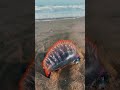 Португальский кораблик. Опасный и прекрасный! Portugese man of war . Гамбия, Атлантический океан