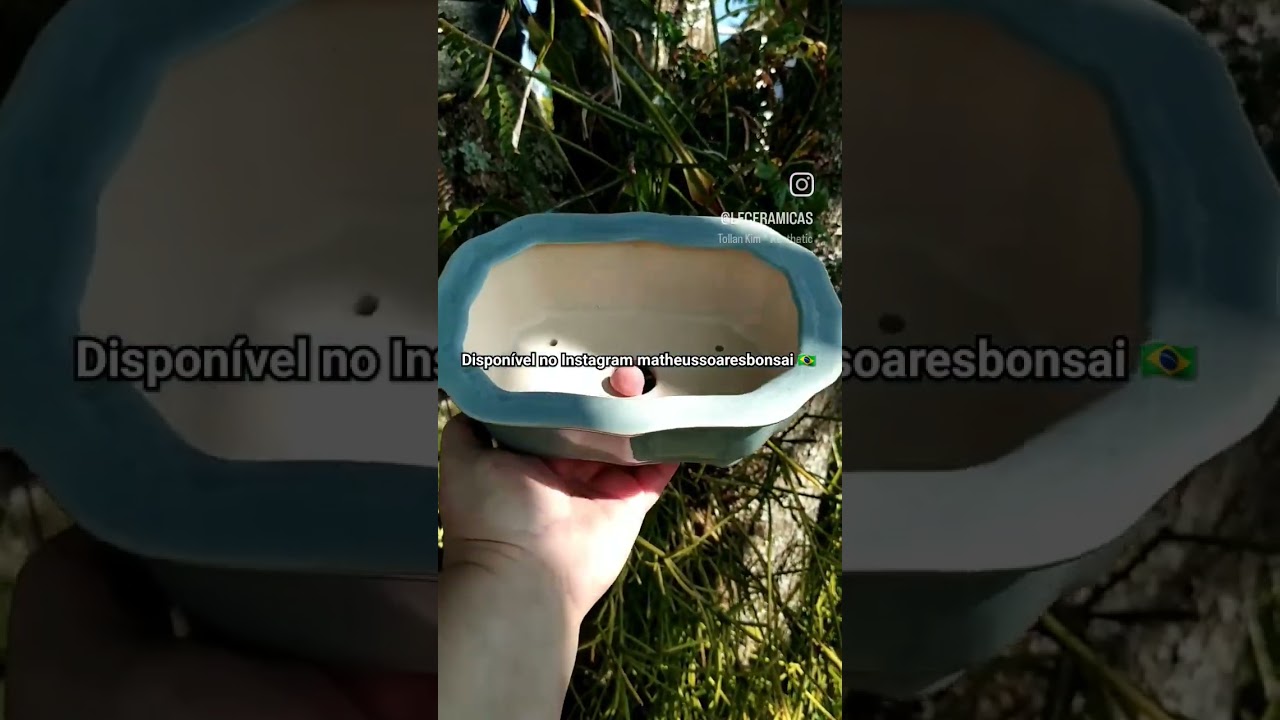 Visite meu Instagram matheussoaresbonsai 🇧🇷 